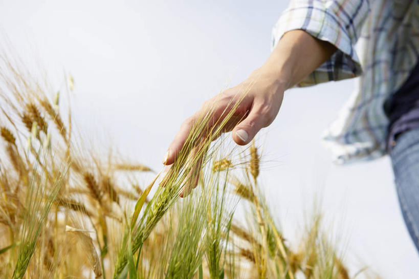 西方人,一个人,农田,站,摸,横图,室外,白天,仰视,衬衫,庄稼,农作物,欧洲,欧洲人,仅一个年轻女性,仅一个女性,仅一个人,抚摸,阴影,裤子,朦胧,模糊,光线,方格,格子,影子,云,云朵,麦田,云彩,牛仔裤,蓝色,白云,蓝天,天空,阳光,天,站着,晴朗,年轻女性,女人,女性,白种人,晴空,触摸,接触,站立,半身,彩图,低角度拍摄,衬衣,耕地,庄稼田