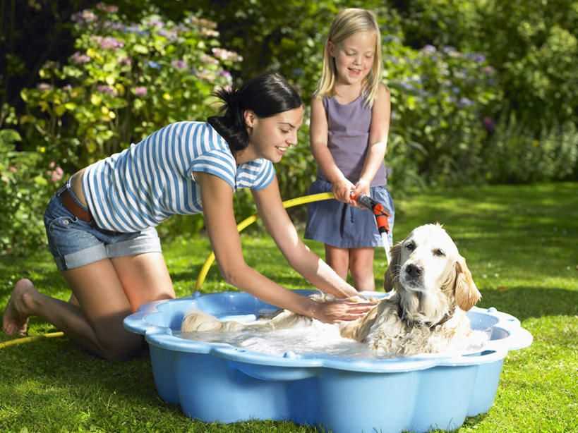 西方人,儿童,两个人,家庭,母亲,女儿,游泳池,站,跪,笑,微笑,露齿笑,横图,室外,白天,正面,纯洁,草地,草坪,植物,宠物,狗,吊带,欧洲,欧洲人,阴影,条纹,服装,光线,影子,塑料,水池,注视,吊带衫,金毛犬,水管,泳池,草,树,树木,一只,小孩,衣服,蓝色,绿色,阳光,自然,动物,塑料制品,观察,看,站着,温暖,温馨,母女,一家人,可爱,母爱,童年,童趣,服饰,金毛,生长,成长,观看,软管,和睦,察看,金毛猎犬,衣着,穿着,关注,寻回犬,童真,烂漫,无邪,金毛寻回犬,忠诚,金毛狗,金毛寻回狗,寻回狗,衣饰,充气游泳池,儿童游泳池,天真,年轻女性,女孩,女人,女性,白种人,孩子,年轻人,犬,跪着,清洗,洗涤,站立,彩图,全身,融洽,女生