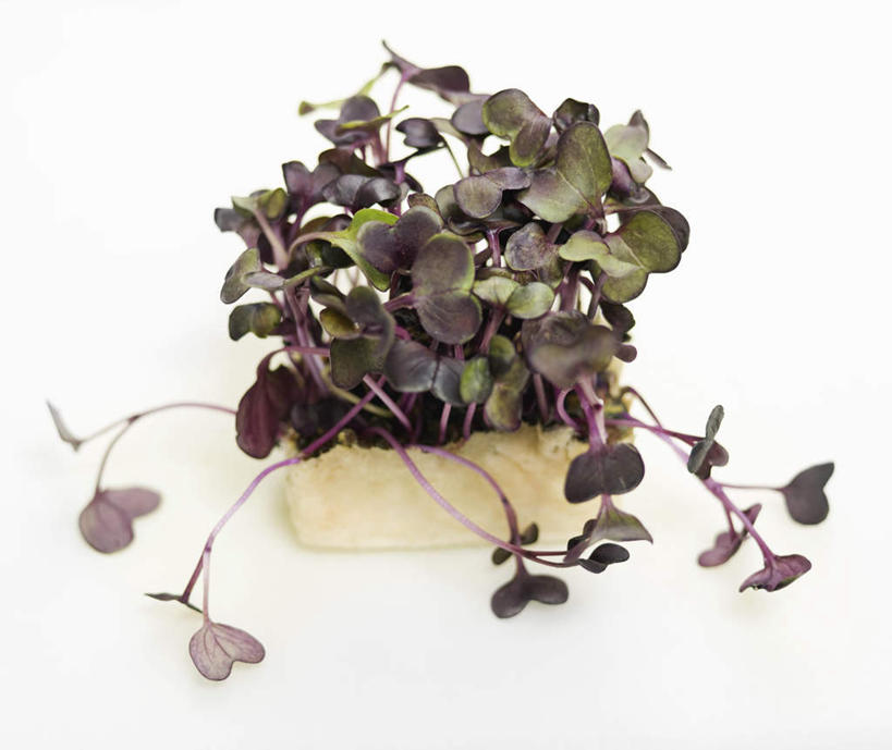 无人,横图,俯视,室内,特写,白天,白色背景,桌面,桌子,蔬菜,一堆,许多,堆叠,堆积,新鲜,木制,木盒,食品,很多,食物,一个,木制品,容器,摄影,有机食品,绿色食品,影棚,单个,储藏,堆,储存,豆瓣菜,水蔊菜,水田芥菜,水茼蒿,西洋菜,彩图,高角度拍摄,影棚拍摄,拍摄,贮存