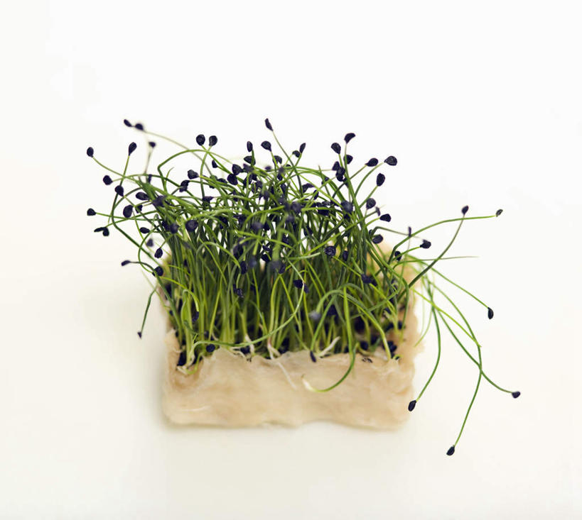 无人,横图,俯视,室内,特写,白天,白色背景,桌面,桌子,蔬菜,一堆,许多,堆叠,堆积,新鲜,木制,木盒,食品,很多,食物,一个,木制品,容器,摄影,有机食品,绿色食品,影棚,单个,储藏,堆,储存,豆瓣菜,水蔊菜,水田芥菜,水茼蒿,西洋菜,彩图,高角度拍摄,影棚拍摄,拍摄,贮存