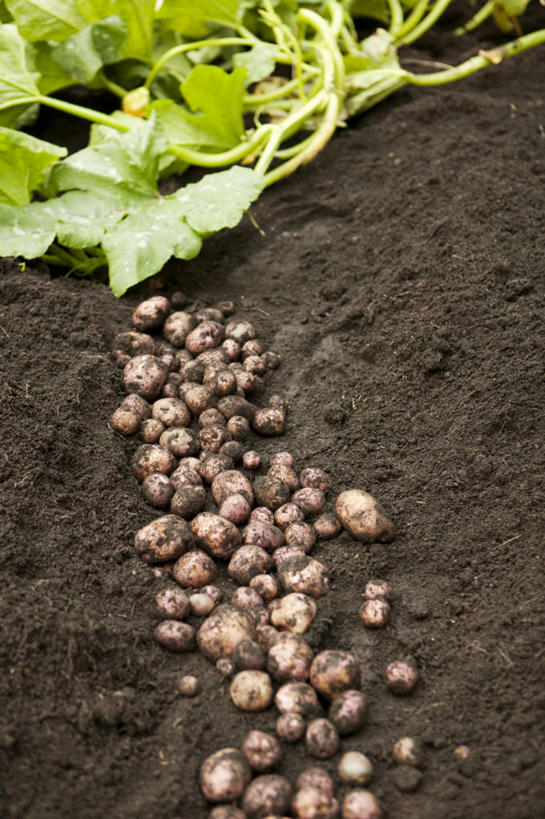 无人,竖图,俯视,室外,特写,白天,蔬菜,土豆,叶子,许多,新鲜,泥土,土壤,食品,绿叶,很多,食物,嫩叶,有机食品,绿色食品,叶,叶片,芋艿,洋芋,山药蛋,马铃薯,彩图,高角度拍摄