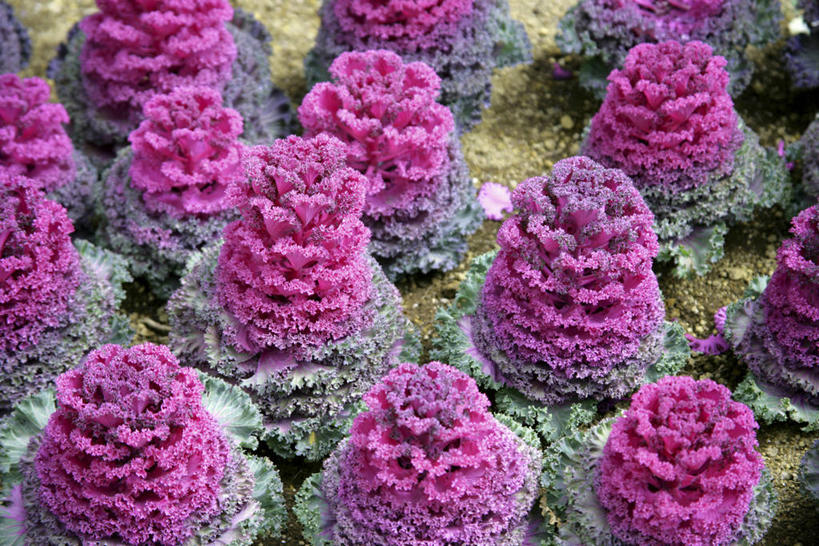 无人,横图,俯视,室外,特写,白天,美景,蔬菜,阴影,新鲜,光线,影子,景观,食品,利益,祝福,食物,紫色,阳光,自然,景色,有机食品,绿色食品,自然风光,羽衣甘蓝,花包菜,绿叶甘蓝,叶牡丹,牡丹菜,华美,吉祥如意,彩图,高角度拍摄