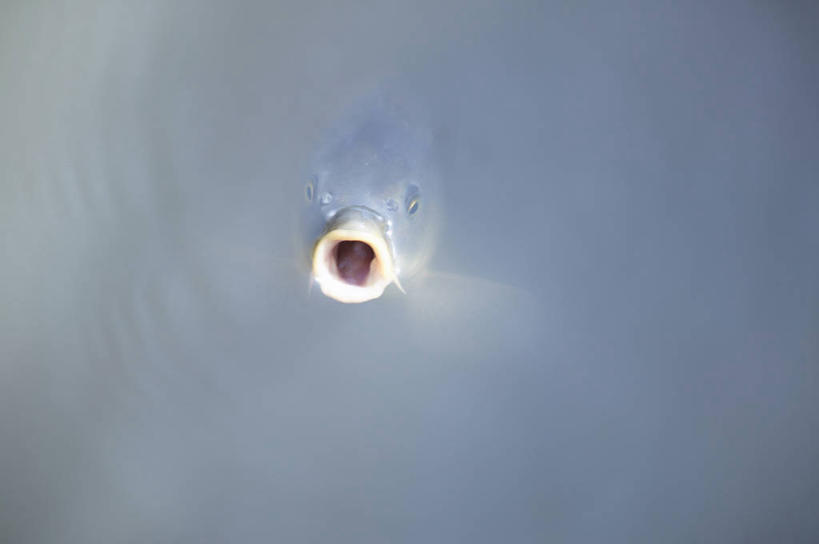 无人,横图,俯视,室外,白天,美景,鲤鱼,一条,阴影,光线,鱼,影子,池塘,景观,水池,注视,水产,鱼类,阳光,自然,观察,看,张嘴,景色,观看,察看,关注,自然风光,水生动物,水生物,张大嘴巴,张开嘴,鲤子,鲤拐子,彩图,高角度拍摄,全身,淡水生物,河鲜