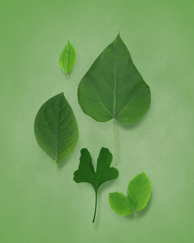 无人,竖图,俯视,室内,特写,白天,植物,叶子,绿色背景,阴影,反射,纹理,影子,绿叶,五片,绿色,嫩叶,摄影,影棚,肌理,叶,叶片,叶脉,彩图,高角度拍摄,影棚拍摄,拍摄