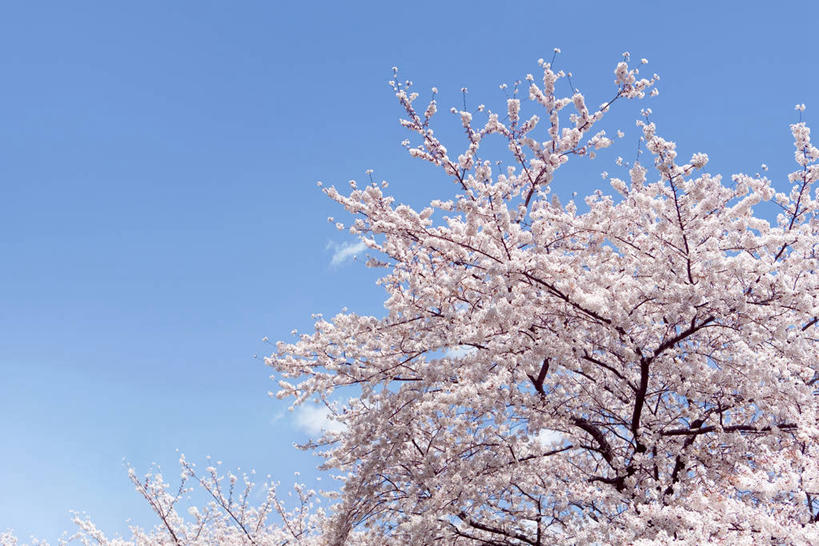 无人,横图,室外,白天,仰视,幸福,纯洁,美景,植物,樱花,日本,亚洲,阴影,盛开,光线,影子,景观,枝条,花蕾,花,花瓣,花朵,鲜花,树,树木,树枝,粉色,蓝色,绿色,蓝天,天空,阳光,自然,天,花苞,花蕊,景色,生长,晴朗,成长,等待,生命,自然风光,东亚,万里无云,日本国,仙樱花,福岛樱,青肤樱,高尚,热烈,虬枝,枝杈,晴空,晴空万里,荆桃,彩图,低角度拍摄,日本樱花,东京樱花,染井吉野