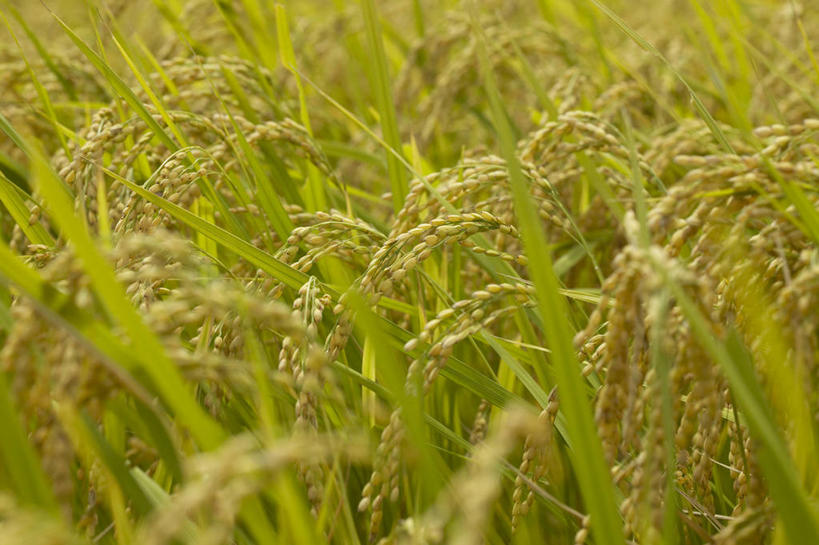 无人,农田,横图,俯视,室外,特写,白天,旅游,度假,农业,庄稼,农作物,美景,静冈县,日本,亚洲,朦胧,模糊,稻田,景观,谷物,水稻,娱乐,稻,自然,享受,休闲,景色,放松,自然风光,东亚,本州,本州岛,日本国,中部地方,静冈,彩图,高角度拍摄,耕地,庄稼田