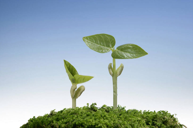 无人,横图,室外,特写,白天,正面,美景,叶子,阴影,生气,光线,影子,景观,青苔,绿叶,苔藓,幼苗,蓝色,蓝天,天空,阳光,自然,嫩芽,天,嫩叶,景色,活力,朝气,晴朗,生机,希望,两株,自然风光,万里无云,新苗,叶,叶片,晴空,晴空万里,彩图
