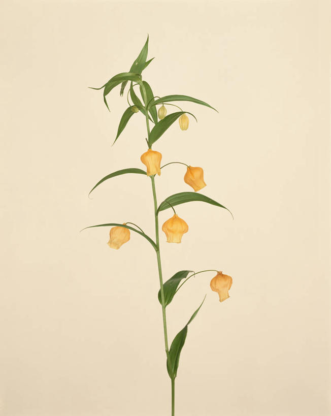 无人,竖图,室内,特写,白天,正面,幸福,叶子,盛开,铃兰花,绿叶,花蕾,花,花瓣,花朵,鲜花,黄色,花苞,花蕊,嫩叶,摄影,影棚,铃铛花,铃兰,君影草,山谷百合,香水花,思念,叶,叶片,彩图,影棚拍摄,拍摄