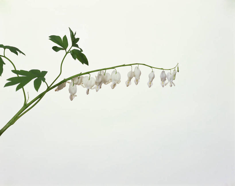 无人,横图,室内,特写,白天,白色背景,正面,叶子,一排,整齐,盛开,绿叶,花蕾,花,花瓣,花朵,鲜花,排列,白色,花苞,花蕊,嫩叶,同意,摄影,影棚,接受,队列,荷包牡丹,铃儿草,兔儿牡丹,鱼儿牡丹,答应,叶,叶片,彩图,影棚拍摄,拍摄