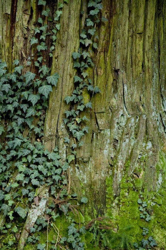无人,竖图,室外,特写,白天,正面,日本,亚洲,阴影,光线,纹路,纹理,影子,长春藤,常春藤,树桩,树干,阳光,木桩,东亚,本州,肌理,本州岛,日本国,岩手,岩手县,东北地方,永恒,不朽,忠实,洋常春藤,彩图,常青藤