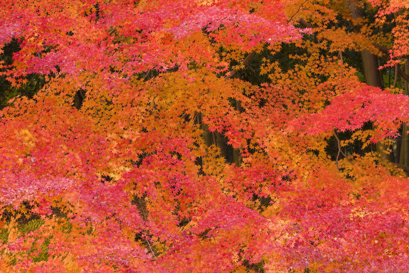 无人,横图,室外,白天,正面,美景,秋季,森林,树林,植物,日本,亚洲,景观,树,树木,绿色,自然,景色,生长,成长,自然风光,东亚,本州,本州岛,日本国,近畿地方,近畿,滋贺,滋贺县,县厅,大津市,秋,秋天,彩图,大津