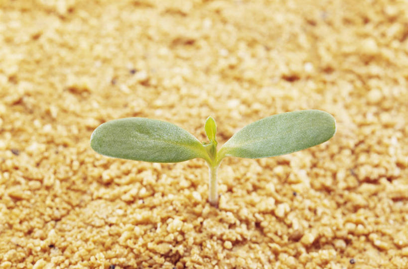 无人,横图,俯视,室外,特写,白天,美景,叶子,阴影,朦胧,模糊,光线,影子,景观,泥土,土壤,绿叶,万寿菊,阳光,自然,健康,嫩叶,景色,自然风光,长寿,臭芙蓉,蜂窝菊,友情,叶,叶片,彩图,高角度拍摄