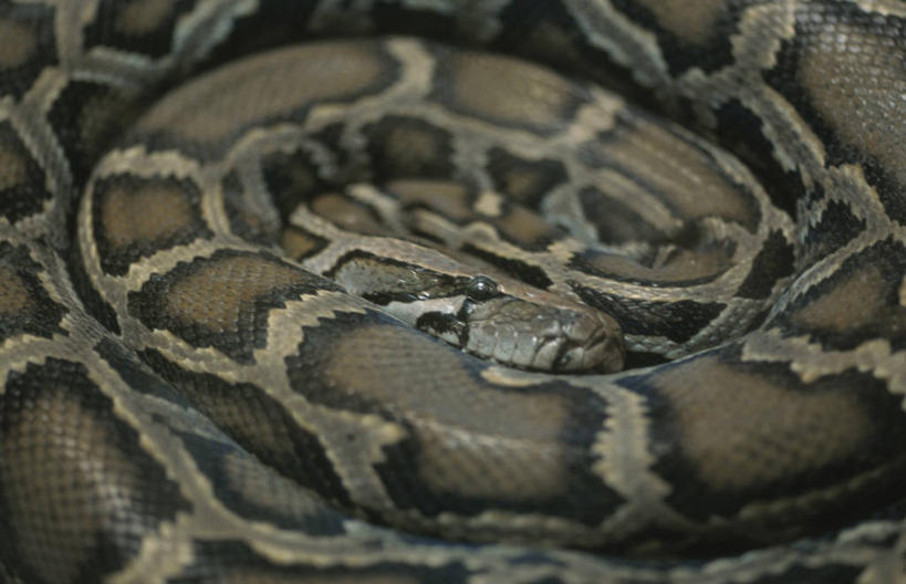 无人,横图,俯视,室外,特写,白天,美景,野生动物,一条,阴影,朦胧,模糊,环绕,缠绕,光线,蟒蛇,爬行动物,蛇,影子,景观,阳光,自然,动物,景色,自然风光,冷血动物,纠缠,凶猛,脊椎动物,长虫,缅甸蟒,缅甸蟒蛇,残暴,凶残,半身,彩图,高角度拍摄,冷血