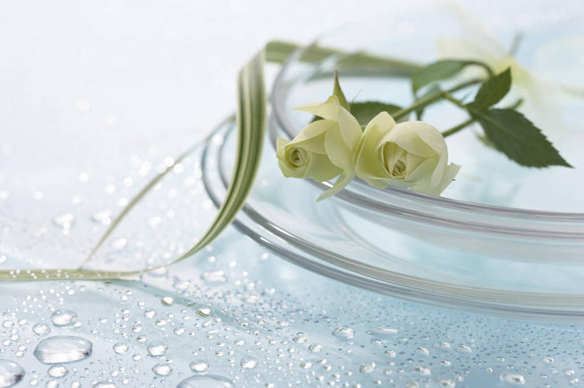 无人,横图,俯视,室内,特写,白天,白色背景,爱情,幸福,纯洁,智慧,热情,水,玫瑰,餐具,玻璃,阴影,艺术,盛开,反射,碟子,盘,液体,影子,水滴,玫瑰花,浪漫,花蕾,文化,玻璃制品,花,花瓣,花朵,鲜花,绿色,插花,盘子,容器,碟,碗,花苞,花蕊,温暖,温馨,恩爱,摄影,影棚,储藏,插花艺术,和睦,创造,储存,创作,感动,想象,尊敬,天真,刺玫花,徘徊花,彩图,高角度拍摄,影棚拍摄,拍摄,绿玫瑰,融洽,贮存