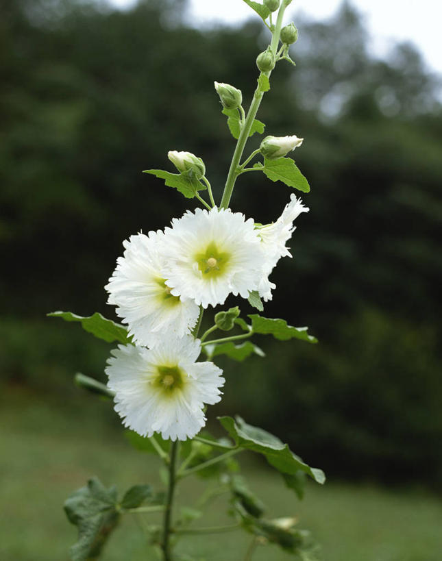 无人,竖图,室外,特写,白天,正面,草地,草坪,美景,植物,朦胧,模糊,盛开,景观,花蕾,草,花,花瓣,花朵,鲜花,树,树木,绿色,自然,花苞,花蕊,景色,生长,成长,自然风光,金钱紫花葵,锦葵,荆葵,钱葵,淑气花,小白淑气花,恩惠,彩图
