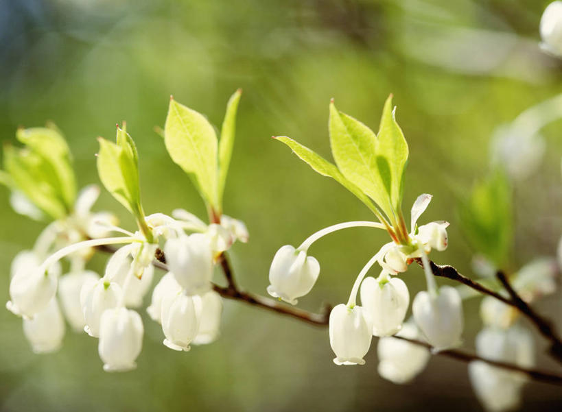 无人,横图,室外,特写,白天,正面,美景,植物,叶子,阴影,朦胧,模糊,盛开,光线,影子,景观,绿叶,枝条,花蕾,花,花瓣,花朵,鲜花,树,树木,树枝,绿色,阳光,自然,花苞,花蕊,嫩叶,景色,生长,成长,自然风光,灯笼花,吊钟花,倒挂金钟,吊钟海棠,虬枝,枝杈,叶,叶片,彩图