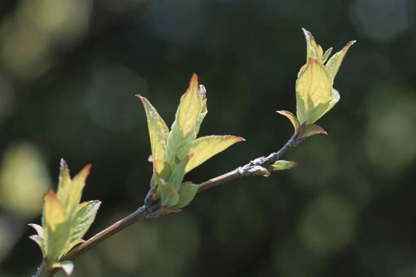 无人,横图,室外,特写,白天,正面,美景,阴影,朦胧,模糊,光线,影子,景观,发芽,枝条,树枝,阳光,自然,景色,自然风光,抽芽,虬枝,枝杈,彩图