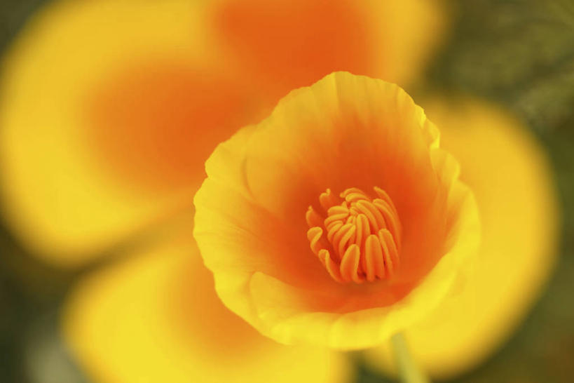 无人,横图,俯视,室外,特写,白天,美景,植物,罂粟,阴影,朦胧,模糊,盛开,光线,影子,景观,草药,花蕾,中药,花,花瓣,花朵,鲜花,一朵,黄色,阳光,自然,花苞,花蕊,景色,毒品,加利福尼亚罂粟,自然风光,药材,中草药,中药材,本草,止痛,镇静,安眠,火罂粟,加州罂粟,罂粟花,米囊花,彩图,高角度拍摄