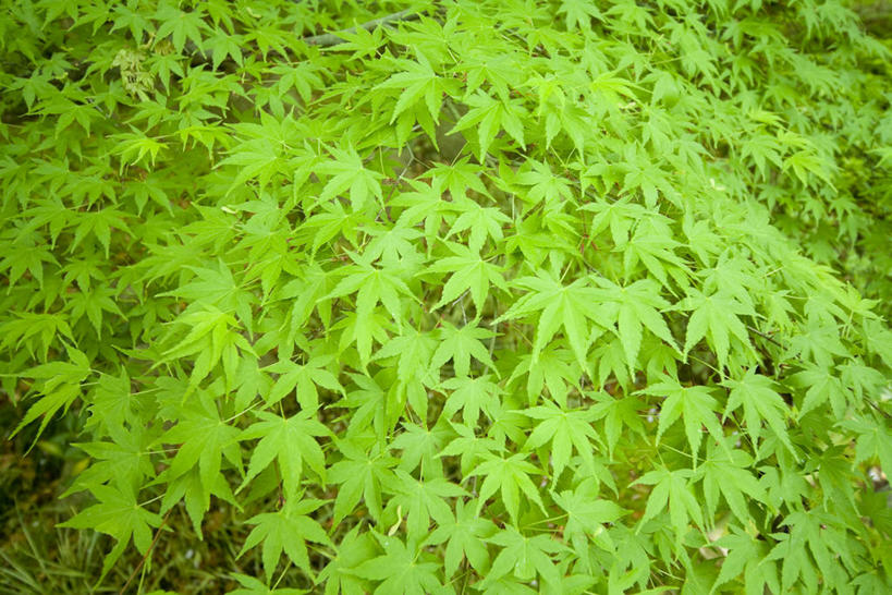 无人,横图,室外,特写,白天,正面,美景,枫树,叶子,阴影,光线,影子,景观,枫叶,绿叶,绿色,阳光,自然,嫩叶,景色,枫树叶,自然风光,槭树,鸡爪槭,叶,叶片,鸡爪枫,彩图