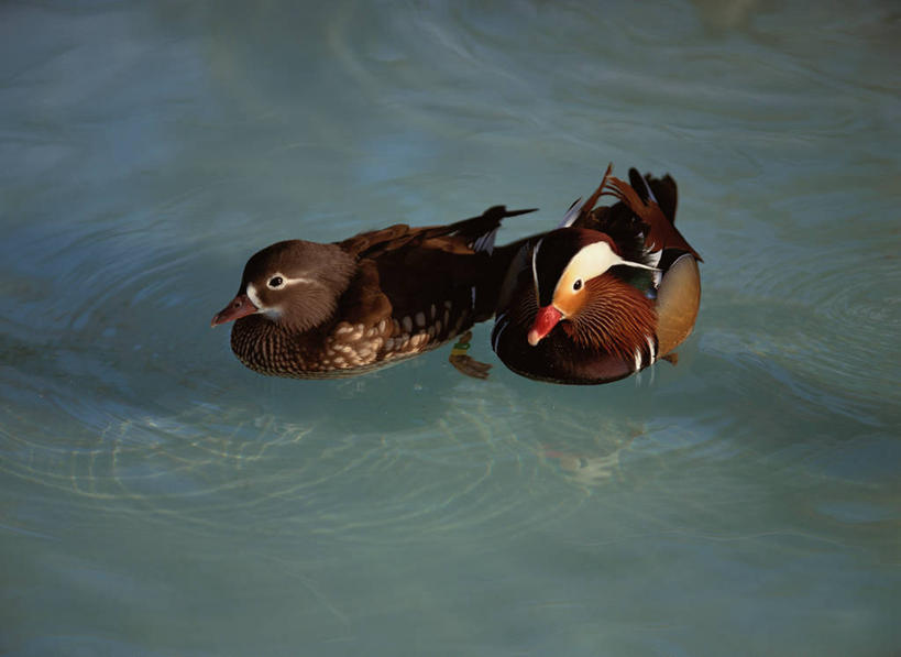 游泳,无人,横图,俯视,室外,白天,湖,湖泊,美景,水,鸟,鸳鸯,北海道,日本,亚洲,阴影,波纹,光线,鸟类,鸭,影子,湖面,景观,水流,水面,涟漪,注视,水纹,阳光,自然,动物,波浪,湖水,观察,看,两只,景色,观看,察看,关注,自然风光,东亚,日本国,水晕,北海道地方,北海道岛,泅水,拍浮,匹鸟,官鸭,彩图,高角度拍摄,全身,中国官鸭,邓木鸟,乌仁哈钦