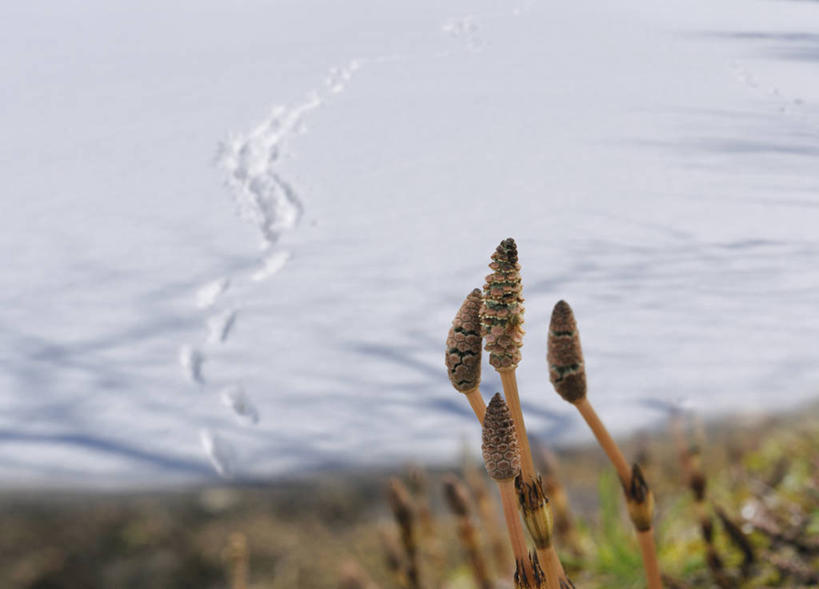 无人,横图,室外,特写,白天,正面,美景,雪,大雪,东京,日本,亚洲,脚印,阴影,朦胧,模糊,光线,影子,积雪,景观,雪景,冬季,冬天,阳光,自然,四个,景色,寒冷,马尾,足迹,自然风光,东亚,本州,关东地方,本州岛,日本国,东京都,问荆,接续草,公母草,搂接草,空心草,马蜂草,猪鬃草,黄蚂草,节节草,接骨草,严寒,行踪,脚迹,彩图,木贼,马尾植物