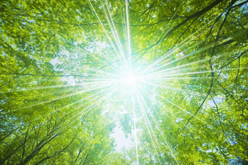 无人,横图,室外,特写,白天,仰视,美景,树林,太阳,植物,日本,亚洲,阴影,梦幻,发光,光束,光线,影子,景观,光亮,树,树木,绿色,天空,阳光,自然,天,景色,生长,成长,未来,发亮,自然风光,东亚,憧憬,本州,本州岛,日本国,近畿地方,近畿,滋贺,滋贺县,县厅,大津市,彩图,低角度拍摄,镜头光晕,透镜闪耀,眩光,大津