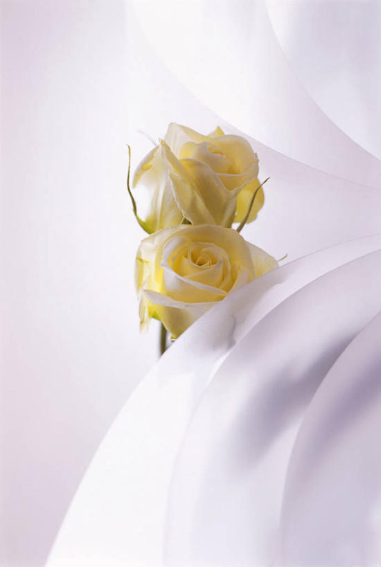 无人,竖图,室内,特写,白天,正面,爱情,幸福,纯洁,热情,玫瑰,阴影,盛开,反射,影子,玫瑰花,浪漫,花蕾,黄玫瑰,花,花瓣,花朵,鲜花,两朵,黄色,花苞,花蕊,温暖,温馨,恩爱,和睦,感动,尊敬,天真,刺玫花,徘徊花,彩图,融洽