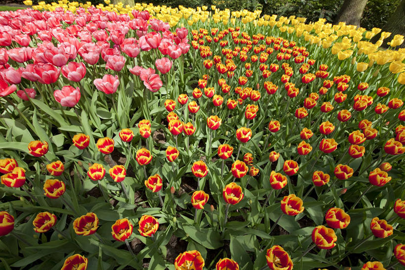 无人,横图,俯视,室外,特写,白天,爱情,花海,花圃,美景,植物,郁金香,叶子,欧洲,荷兰,阴影,盛开,光线,影子,景观,首都,祝福,花蕾,花,花瓣,花朵,花卉,鲜花,黄色,红色,绿色,阳光,自然,花丛,花束,花田,花苞,花蕊,景色,表白,西欧,自然风光,荣誉,阿姆斯特丹,永恒,荷兰王国,尼德兰王国,库肯霍夫花园,北荷兰省,郁香,洋荷花,草麝香,彩图,高角度拍摄