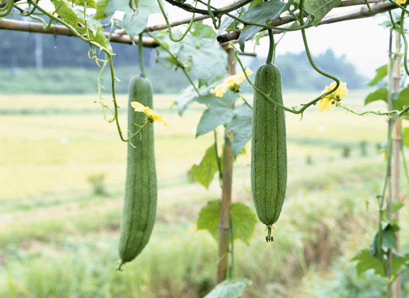 无人,农田,横图,室外,白天,正面,庄稼,农作物,草地,草坪,美景,树林,植物,蔬菜,日本,亚洲,阴影,朦胧,模糊,新鲜,光线,影子,景观,菜瓜,丝瓜,食品,草,树,树木,食物,两个,绿色,阳光,自然,景色,有机食品,绿色食品,生长,成长,自然风光,东亚,本州,关东地方,本州岛,日本国,栃木,栃木县,胜瓜,布瓜,天罗,彩图,耕地,庄稼田