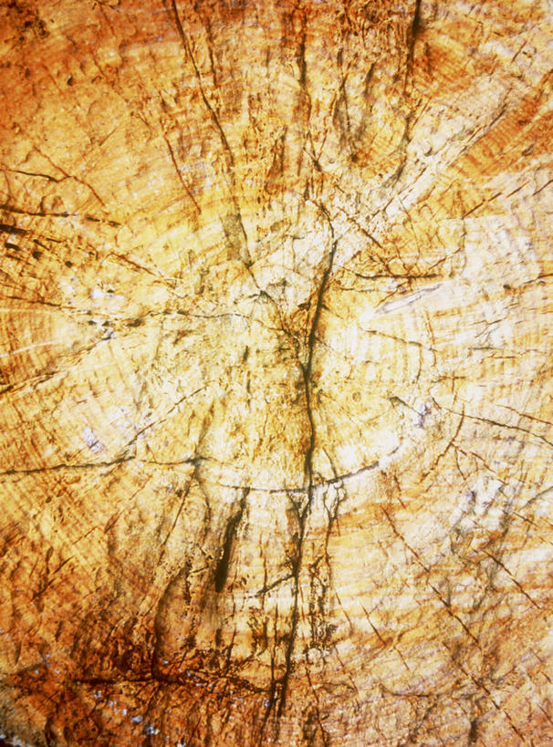 无人,竖图,室内,特写,白天,正面,石头,静物,遗迹,纹路,化石,石子,纹理,肌理,遗体,古生物,石块,岩石,彩图