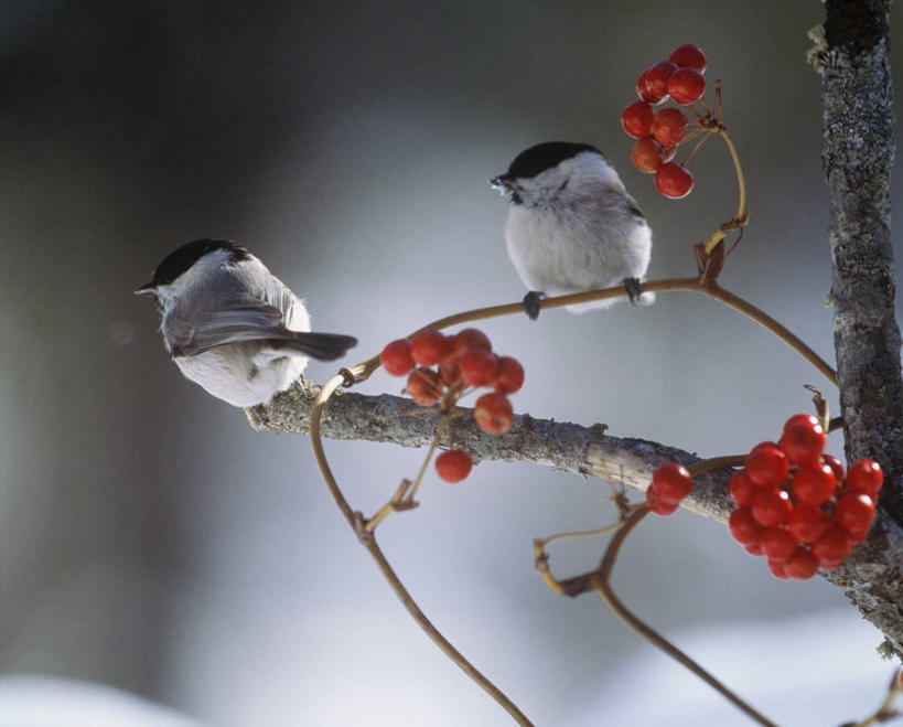 无人,站,横图,室外,白天,正面,美景,柳树,鸟,浆果,水果,阴影,朦胧,模糊,新鲜,光线,鸟类,山雀,影子,景观,生食,食品,果实,枝条,注视,树枝,杨柳,食物,红色,阳光,自然,观察,看,站着,两只,景色,有机食品,绿色食品,观看,察看,关注,自然风光,虬枝,枝杈,站立,彩图,全身