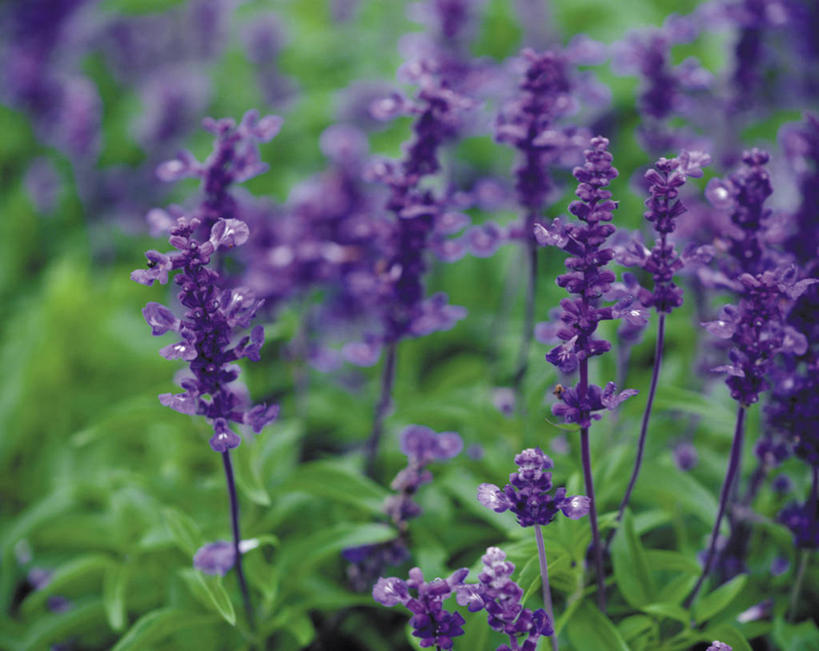 无人,横图,室外,特写,白天,正面,花海,花圃,美景,植物,叶子,阴影,朦胧,模糊,盛开,光线,影子,景观,草药,药草,花蕾,中药,花,花瓣,花朵,花卉,鲜花,绿色,紫色,阳光,自然,花丛,花束,花田,花苞,花蕊,景色,减肥,自然风光,药材,中草药,中药材,本草,止痛,彩图,除烦,调经,降脂,祛瘀,赤参,丹参,红根,紫丹参,活血,清心