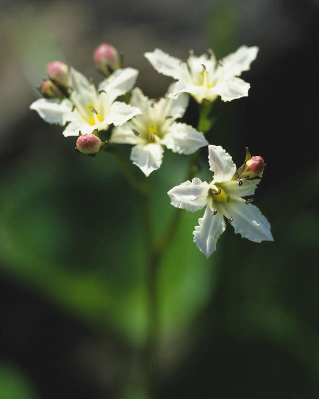 无人,竖图,室外,特写,白天,正面,美景,日本,亚洲,四朵,阴影,朦胧,模糊,盛开,光线,影子,景观,花蕾,花,花瓣,花朵,鲜花,白色,阳光,自然,花苞,花蕊,景色,自然风光,东亚,本州,本州岛,日本国,东北地方,山形,山形县,彩图,水银杏,岩银杏,银杏草