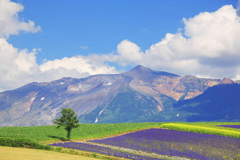 无人,农田,横图,室外,白天,正面,爱情,旅游,度假,庄稼,农作物,草地,草坪,花海,花圃,美景,山,山脉,树林,植物,叶子,北海道,日本,亚洲,阴影,盛开,光线,影子,景观,山峰,云,云朵,山峦,浪漫,花蕾,云彩,娱乐,草,花,花瓣,花朵,花卉,鲜花,树,树木,蓝色,绿色,紫色,白云,蓝天,天空,阳光,自然,香草,花丛,花束,花田,群山,天,花苞,花蕊,薰衣草,油菜花,享受,休闲,景色,放松,生长,晴朗,成长,自然风光,呼吸,东亚,日本国,北海道地方,北海道岛,灵香草,黄香草,奇迹,晴空,彩图,耕地,庄稼田,油菜花田,十胜综合振兴局,振兴局,芸苔,芸薹,道东