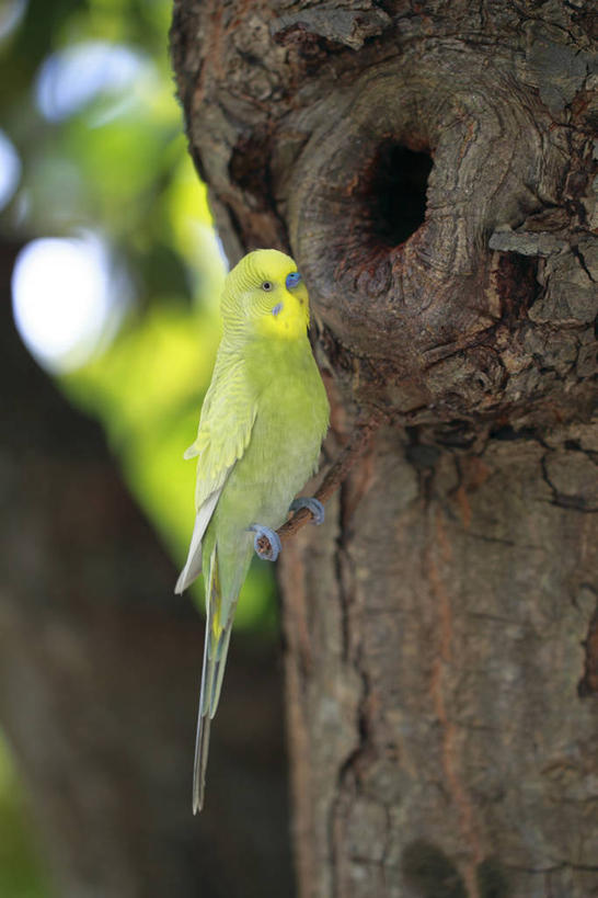 无人,站,竖图,室外,白天,侧面,美景,鸟,鹦鹉,阴影,朦胧,模糊,光线,鸟类,影子,洞,景观,树桩,注视,树,树干,一只,阳光,自然,动物,观察,看,站着,木桩,景色,可爱,洞穴,活泼,观看,察看,关注,自然风光,穴,观赏鸟,彩凤,虎皮鹦鹉,娇凤,站立,彩图,全身