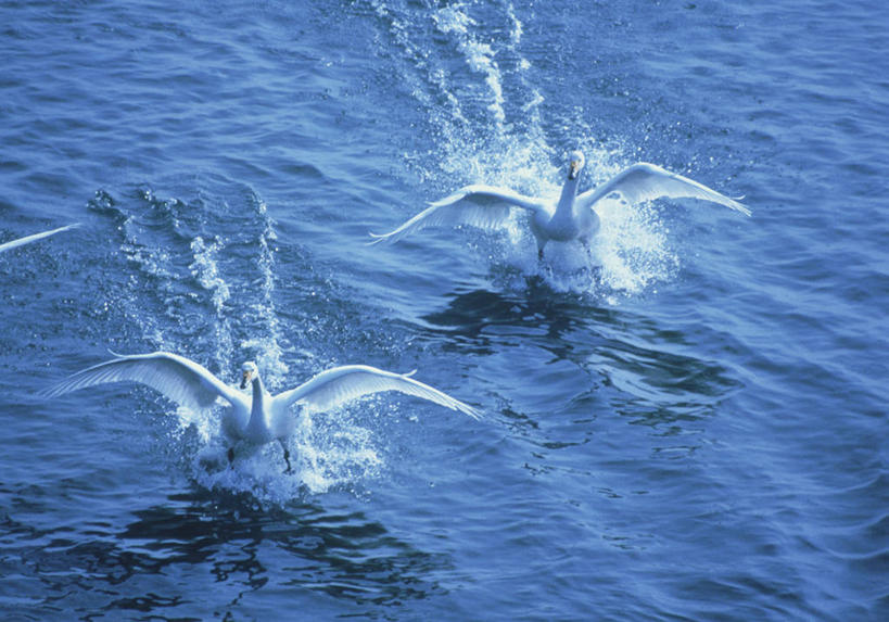 无人,横图,俯视,室外,白天,旅游,度假,湖,湖泊,美景,水,鸟,野生动物,天鹅,仙台,日本,亚洲,飞翔,伸展,张开,展翅,飞溅,溅,飞行,翅膀,鸟类,湖面,景观,水流,水面,翱翔,娱乐,飞,自然,动物,湖水,两只,享受,休闲,景色,放松,可爱,喷洒,自然风光,东亚,张开翅膀,本州,本州岛,日本国,宫城,仙台市,宫城县,东北地方,县厅,展开翅膀,鹄,彩图,高角度拍摄,全身