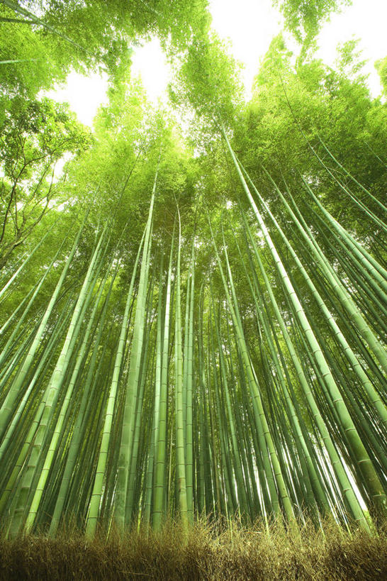 无人,竖图,室外,白天,仰视,旅游,度假,纯洁,美景,竹子,京都,日本,亚洲,阴影,光线,影子,景观,竹林,娱乐,阳光,自然,享受,休闲,景色,放松,京都府,高雅,自然风光,东亚,本州,本州岛,日本国,近畿地方,近畿,奉献,质朴,正直,嵯峨野,担当,右京区,竹,彩图,低角度拍摄,奋进,操守,四君子,岁寒三友,性坚,虚怀,虚心,善群,卓尔