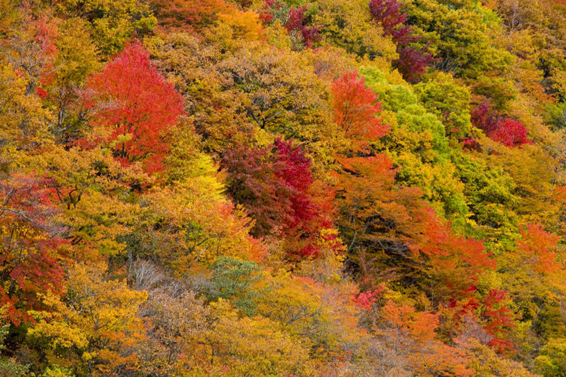 无人,横图,室外,白天,正面,旅游,度假,美景,秋季,森林,山,山脉,树林,植物,叶子,秋田县,日本,亚洲,景观,山峰,枯叶,落叶,山峦,娱乐,树,树木,绿色,自然,群山,享受,休闲,景色,放松,生长,成长,自然风光,东亚,本州,本州岛,日本国,秋田,东北地方,八幡平,叶,叶片,秋,秋天,彩图,鹿角郡