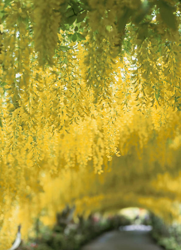 无人,竖图,室外,白天,正面,旅游,度假,美景,植物,朦胧,模糊,盛开,景观,花蕾,娱乐,花,花瓣,花朵,鲜花,树,树木,黄色,绿色,自然,花苞,花蕊,享受,休闲,景色,放松,生长,成长,自然风光,旱金莲,金莲花,寒金莲,旱荷,旱莲花,金钱莲,大红雀,旱荷花,彩图