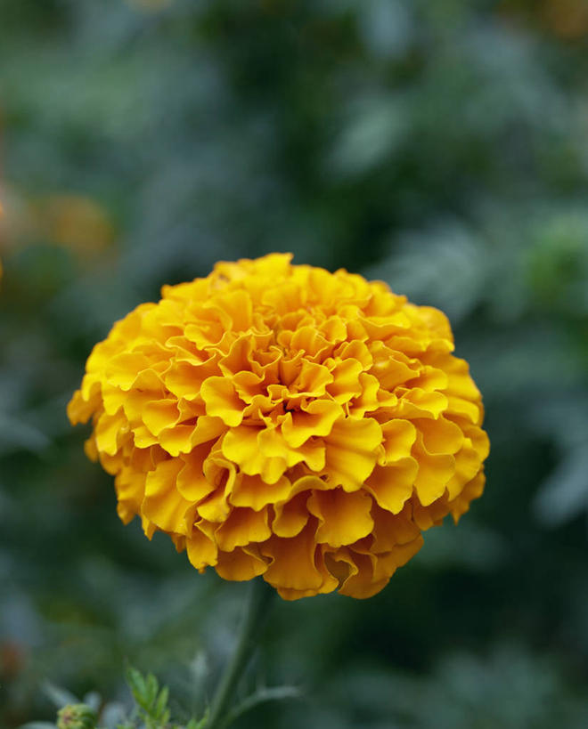 无人,竖图,俯视,室外,特写,白天,美景,叶子,朦胧,模糊,盛开,景观,绿叶,万寿菊,花蕾,花,花瓣,花朵,鲜花,一朵,自然,花苞,花蕊,健康,橙色,嫩叶,景色,自然风光,长寿,臭芙蓉,蜂窝菊,友情,叶,叶片,彩图,高角度拍摄