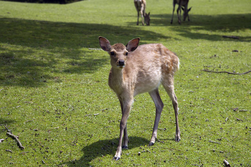 无人,站,横图,室外,白天,正面,旅游,度假,草地,草坪,美景,植物,哺乳动物,鹿,野生动物,奈良县,日本,亚洲,三只,阴影,光线,影子,景观,注视,娱乐,草,绿色,阳光,自然,动物,观察,看,站着,享受,休闲,景色,放松,可爱,活泼,观看,察看,关注,自然风光,东亚,本州,本州岛,日本国,近畿地方,奈良,近畿,奈良公园,县厅,奈良市,站立,半身,彩图