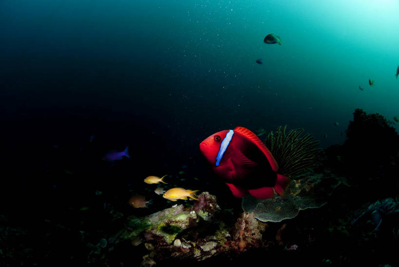 游泳,无人,横图,室外,白天,侧面,旅游,度假,海底,水下,海浪,海洋,美景,菲律宾,亚洲,一群,许多,鱼,景观,浪花,水底,很多,娱乐,鱼类,海洋生物,自然,海水,享受,休闲,景色,放松,海底世界,东南亚,自然风光,水生动物,水生物,海景,海底动物,泅水,菲律宾共和国,宿务,宿务岛,米沙鄢,米沙鄢群岛,拍浮,大海,风浪,海,海床,海水的波动,近岸浪,涌浪,彩图,全身