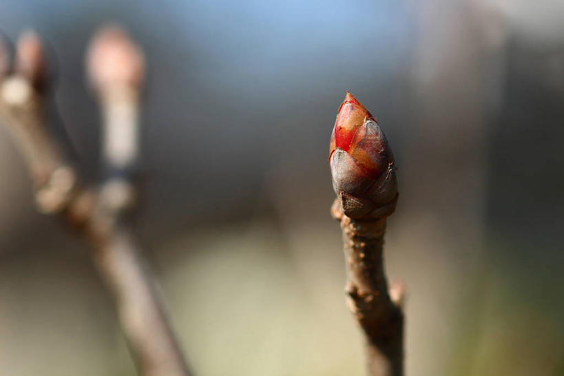 无人,横图,室外,特写,白天,正面,美景,植物,阴影,朦胧,模糊,光线,影子,景观,枝条,树,树木,树枝,绿色,阳光,自然,景色,生长,成长,自然风光,七叶树,娑罗树,虬枝,枝杈,彩图