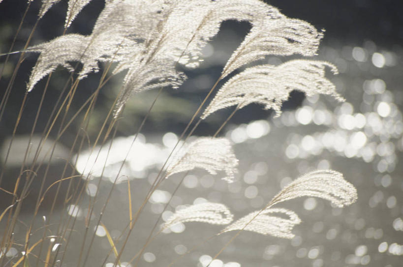 无人,横图,室外,特写,白天,正面,美景,植物,阴影,枯萎,朦胧,模糊,光线,影子,景观,枯草,芒草,草,黄色,阳光,自然,景色,自然风光,五节芒,管草,管芒,寒芒,彩图