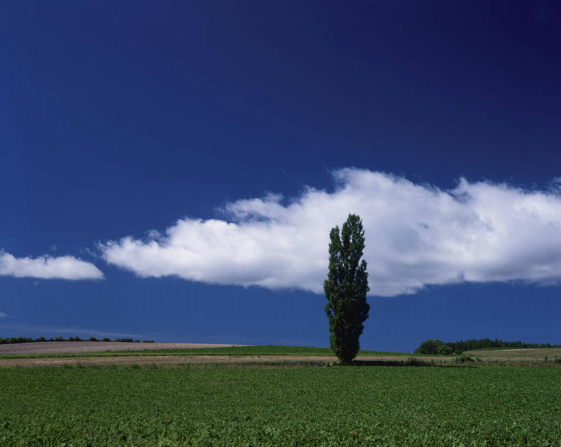 无人,横图,室外,白天,正面,旅游,度假,草地,草坪,美景,树林,植物,北海道,日本,亚洲,阴影,光线,影子,景观,云,云朵,云彩,娱乐,草,树,树木,蓝色,绿色,白云,蓝天,天空,阳光,自然,天,享受,休闲,景色,放松,生长,晴朗,成长,自然风光,东亚,日本国,北海道地方,北海道岛,上富良野町,道北,晴空,彩图,空知郡,上川综合振兴局,振兴局,上川支厅