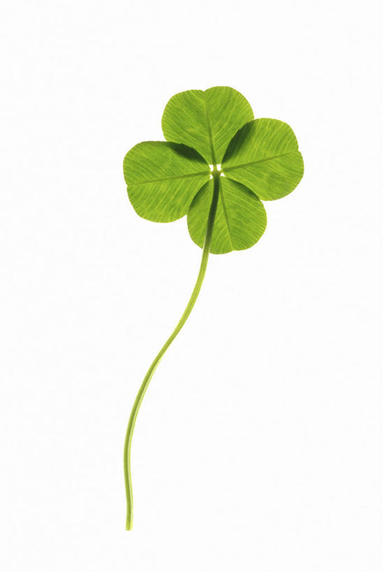 无人,竖图,室内,特写,白天,白色背景,正面,自由,叶子,一片,绿叶,四叶草,幸运草,嫩叶,摄影,影棚,和平,牛角花,统一,团结,幸运,叶,叶片,彩图,影棚拍摄,拍摄