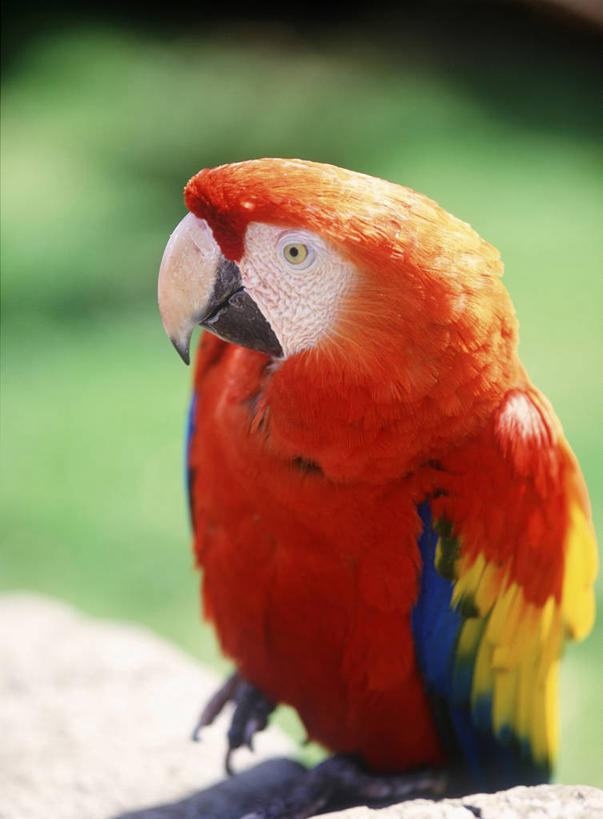 无人,站,竖图,室外,特写,白天,正面,美景,鸟,鹦鹉,阴影,朦胧,模糊,光线,鸟类,影子,景观,注视,一只,红色,阳光,自然,动物,观察,看,站着,景色,可爱,活泼,观看,察看,金刚鹦鹉,关注,自然风光,观赏鸟,红额金刚鹦鹉,站立,半身,彩图