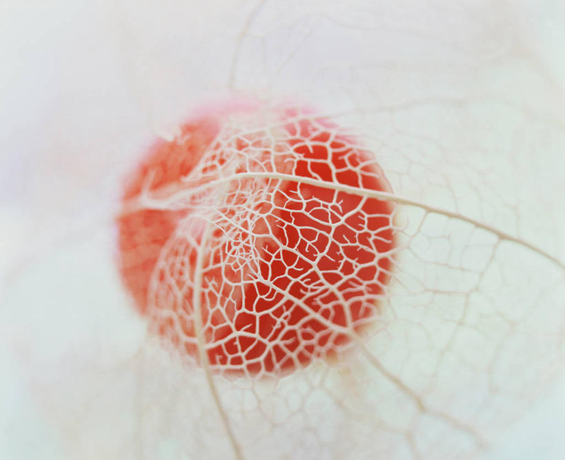 无人,横图,俯视,室内,特写,白天,白色背景,水果,阴影,朦胧,模糊,新鲜,反射,影子,生食,食品,果实,食物,红色,摄影,有机食品,绿色食品,影棚,冬樱花,悸动,冬海棠,高盆樱,彩图,高角度拍摄,影棚拍摄,拍摄