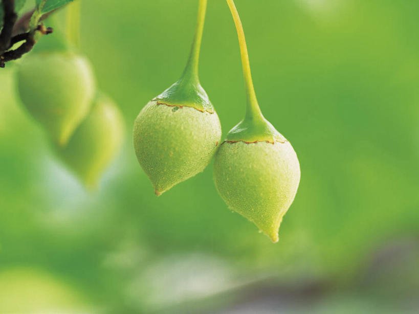 无人,横图,室外,特写,白天,正面,美景,水果,吊挂,悬挂,阴影,朦胧,模糊,新鲜,光线,影子,景观,生食,食品,果实,挂,食物,绿色,阳光,自然,景色,有机食品,绿色食品,自然风光,荚莲,彩图,孩儿拳