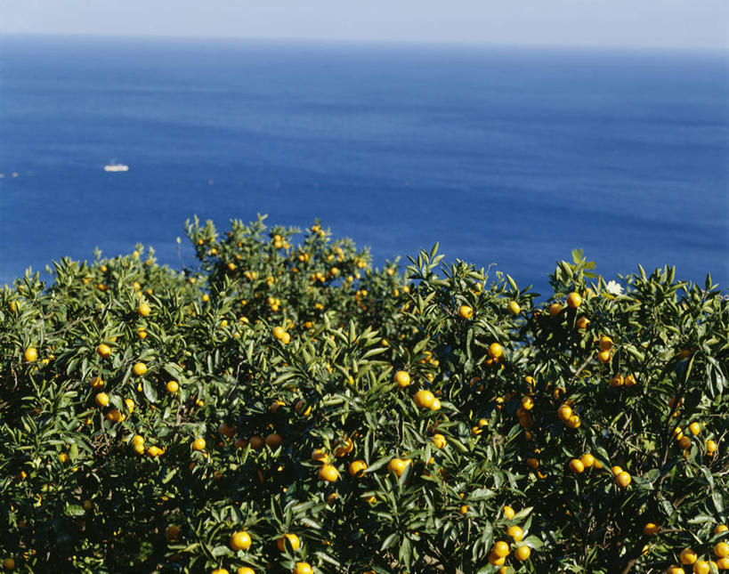 无人,横图,俯视,室外,白天,旅游,度假,海浪,海洋,美景,植物,柑橘,水果,神奈川,日本,亚洲,阴影,新鲜,光线,影子,景观,浪花,水平线,辽阔,生食,食品,果实,果树,海平线,神奈川县,娱乐,树,树木,食物,蓝色,绿色,蓝天,天空,阳光,自然,海水,天,享受,休闲,广阔,景色,放松,有机食品,绿色食品,生长,晴朗,成长,一望无际,自然风光,海景,东亚,本州,万里无云,关东地方,本州岛,日本国,无边无际,一马平川,柑桔,大海,风浪,海,海水的波动,近岸浪,涌浪,晴空,晴空万里,橘子,桔子,彩图,高角度拍摄,大红蜜橘,大红袍,红橘,黄橘,宽皮橘,桔子树,水天相接,水天一线,小田原,小田原市
